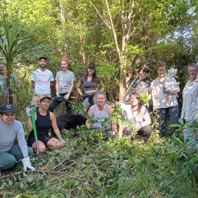 Volunteers in the trees on Titirangi